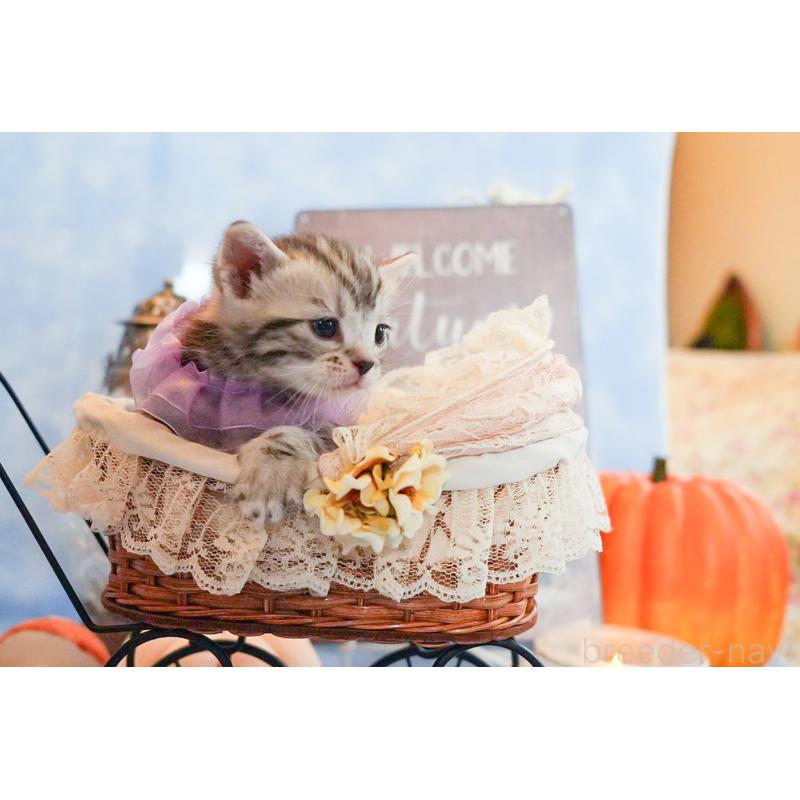 販売中の群馬県のアメリカンショートヘア-130243の3枚目