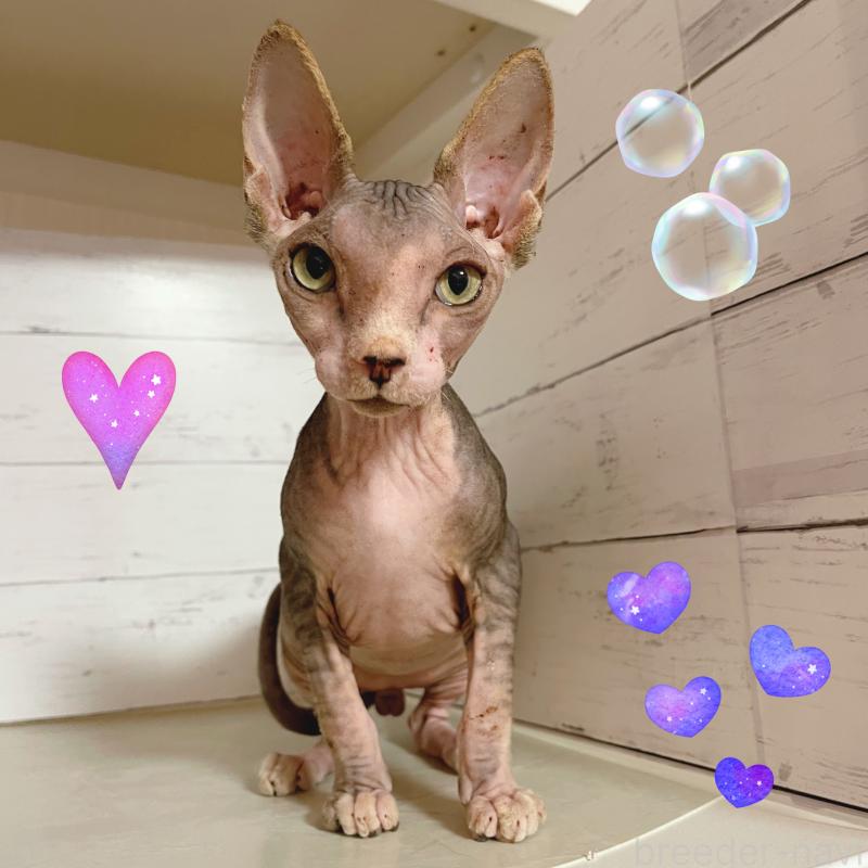 販売中の東京都のスフィンクス-130244の6枚目