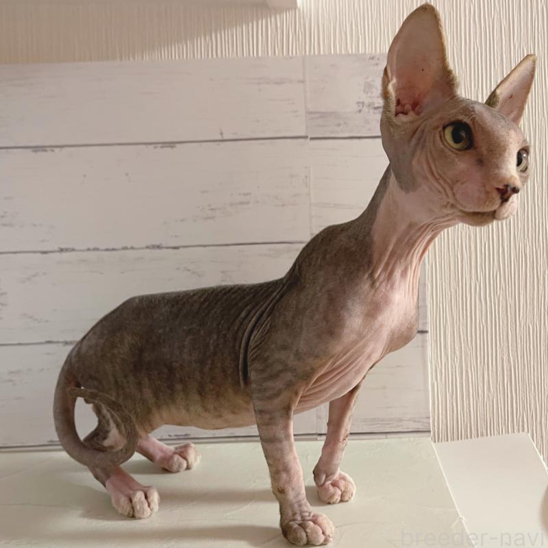 販売中の東京都のスフィンクス-130244の5枚目