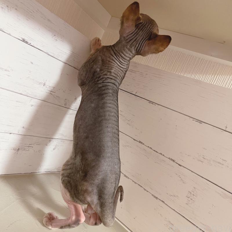 販売中の東京都のスフィンクス-130244の4枚目