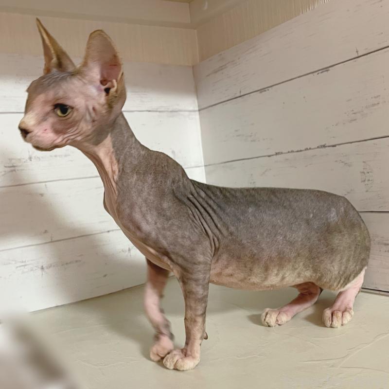 販売中の東京都のスフィンクス-130244の3枚目