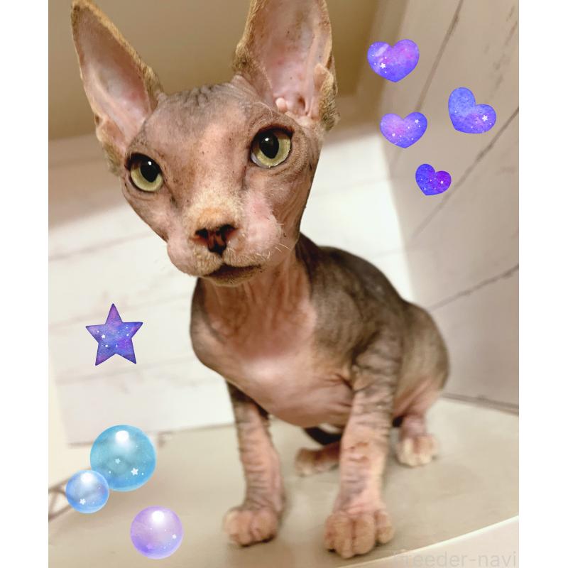 販売中の東京都のスフィンクス-130244の2枚目