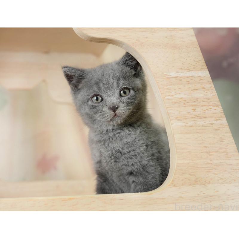 販売中の千葉県のブリティッシュショートヘア-130245の8枚目