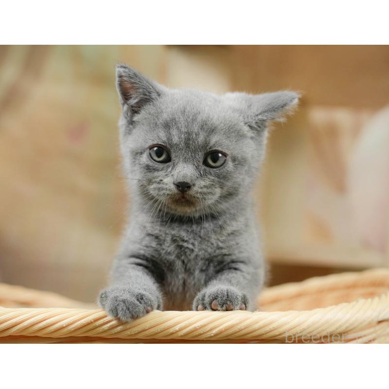 販売中の千葉県のブリティッシュショートヘア-130245の7枚目