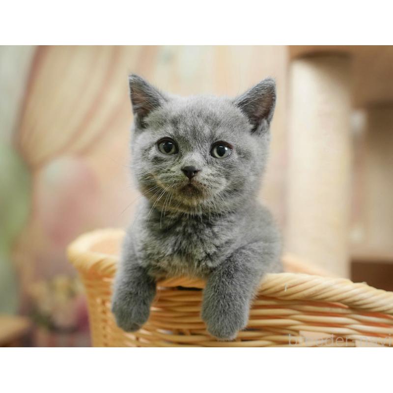 販売中の千葉県のブリティッシュショートヘア-130245の1枚目