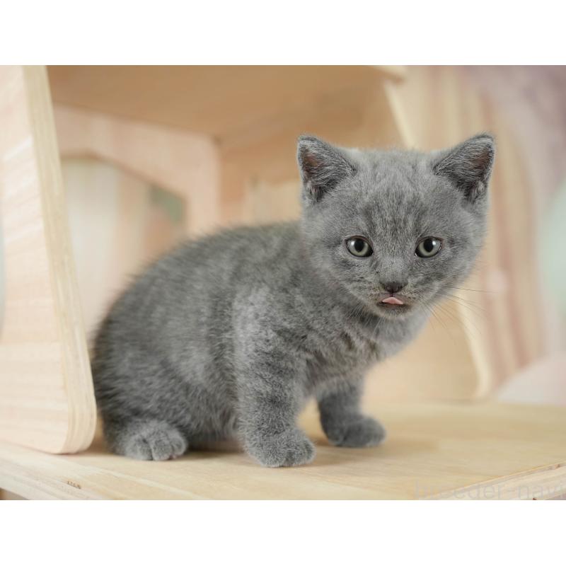 販売中の千葉県のブリティッシュショートヘア-130245の6枚目