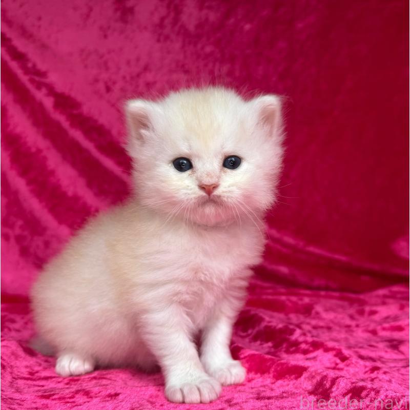 販売中の千葉県のサイベリアン-130326の8枚目