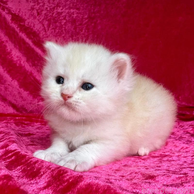 販売中の千葉県のサイベリアン-130326の7枚目