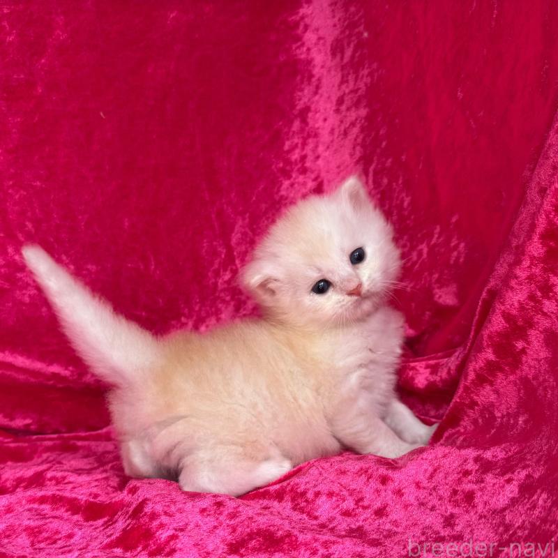 販売中の千葉県のサイベリアン-130326の6枚目