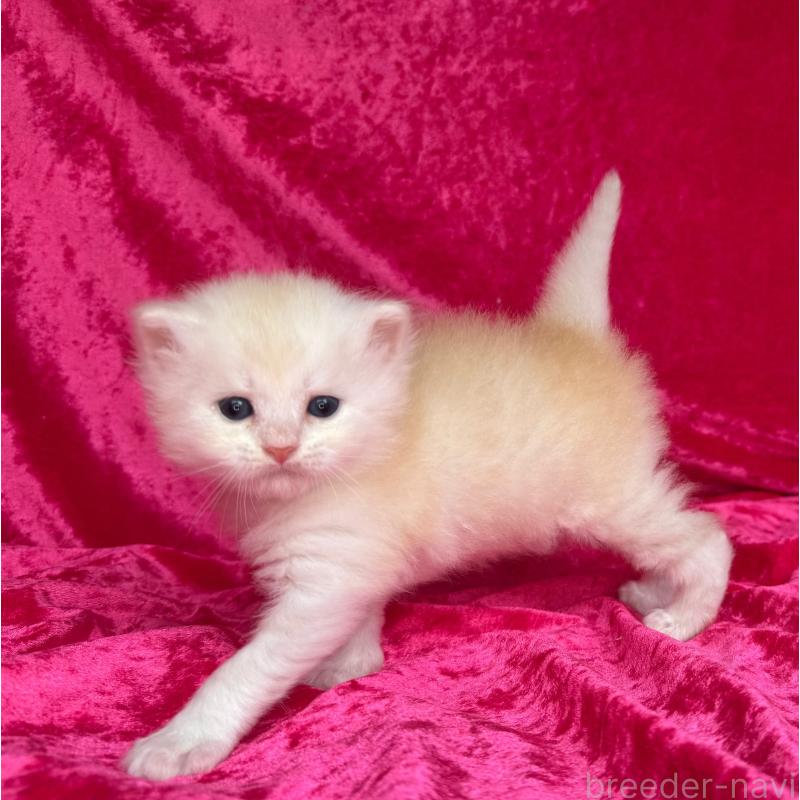 販売中の千葉県のサイベリアン-130326の5枚目