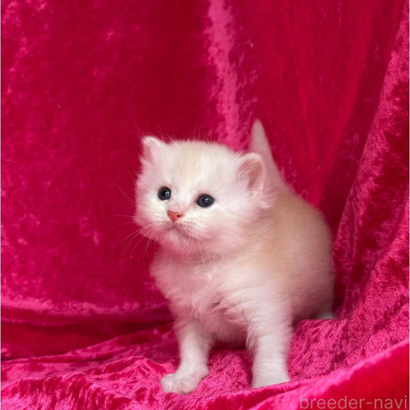 販売中の千葉県のサイベリアン-130326の4枚目