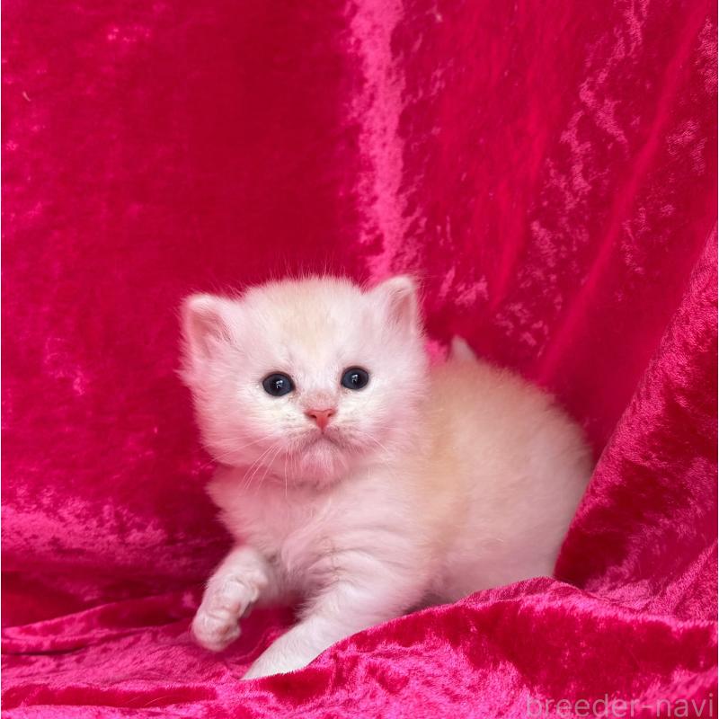 販売中の千葉県のサイベリアン-130326の3枚目