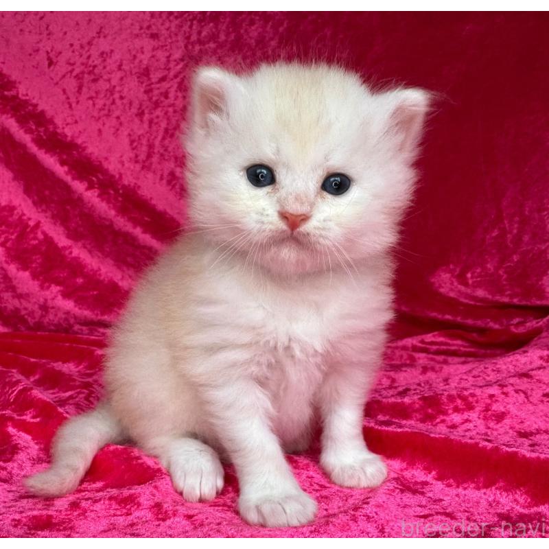 販売中の千葉県のサイベリアン-130326の2枚目