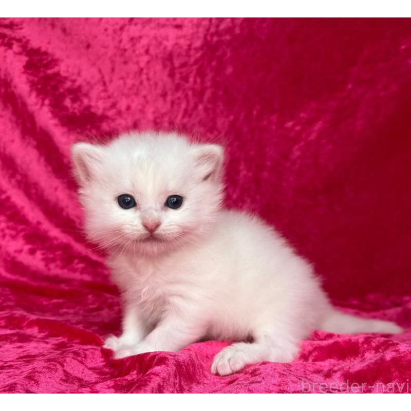 販売中の千葉県のサイベリアン-130327の7枚目