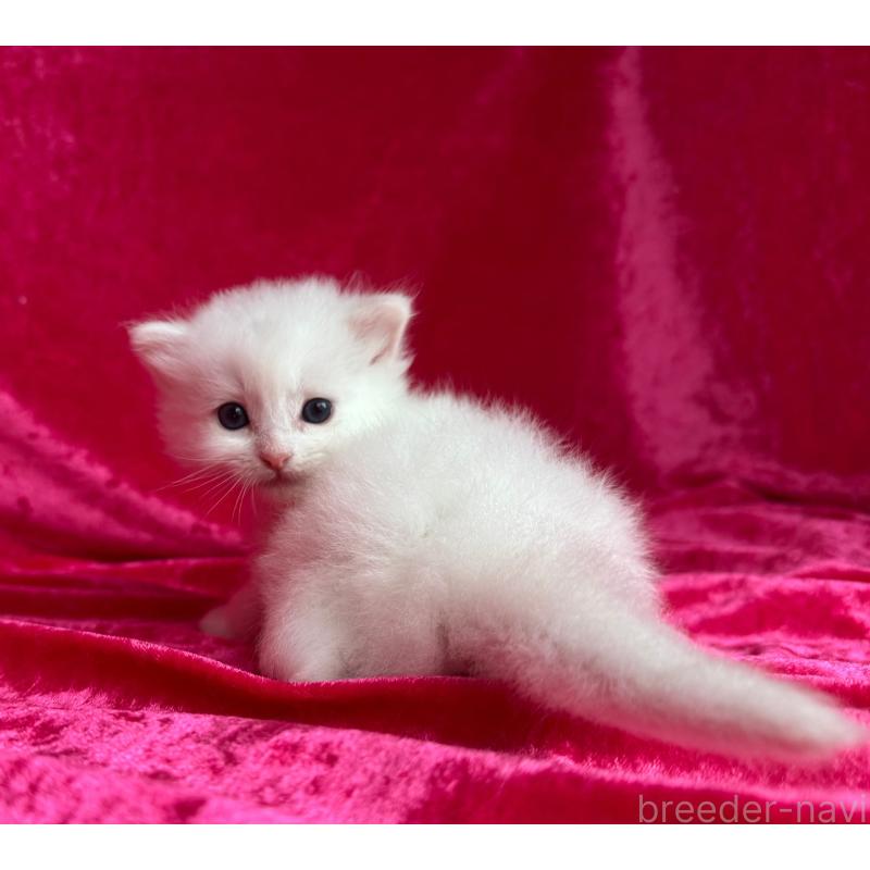 販売中の千葉県のサイベリアン-130327の6枚目