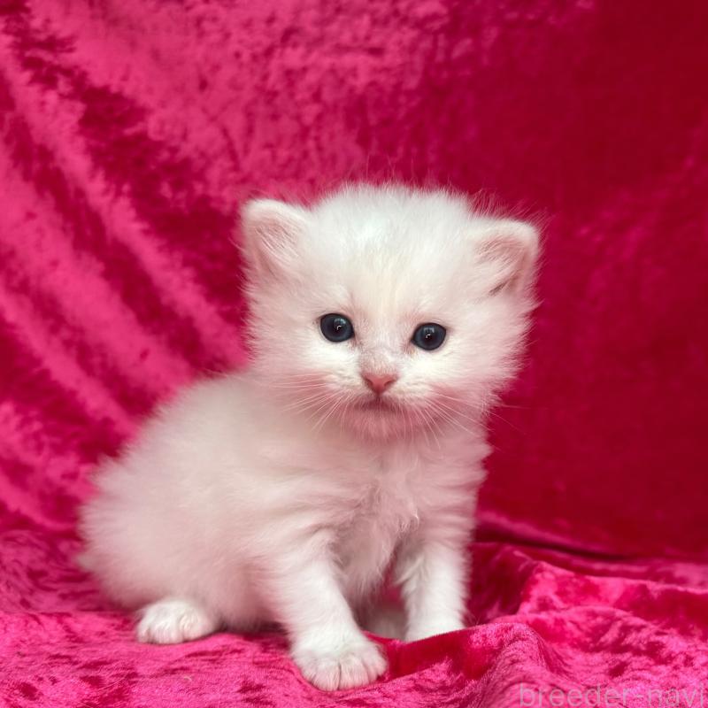 販売中の千葉県のサイベリアン-130327の5枚目