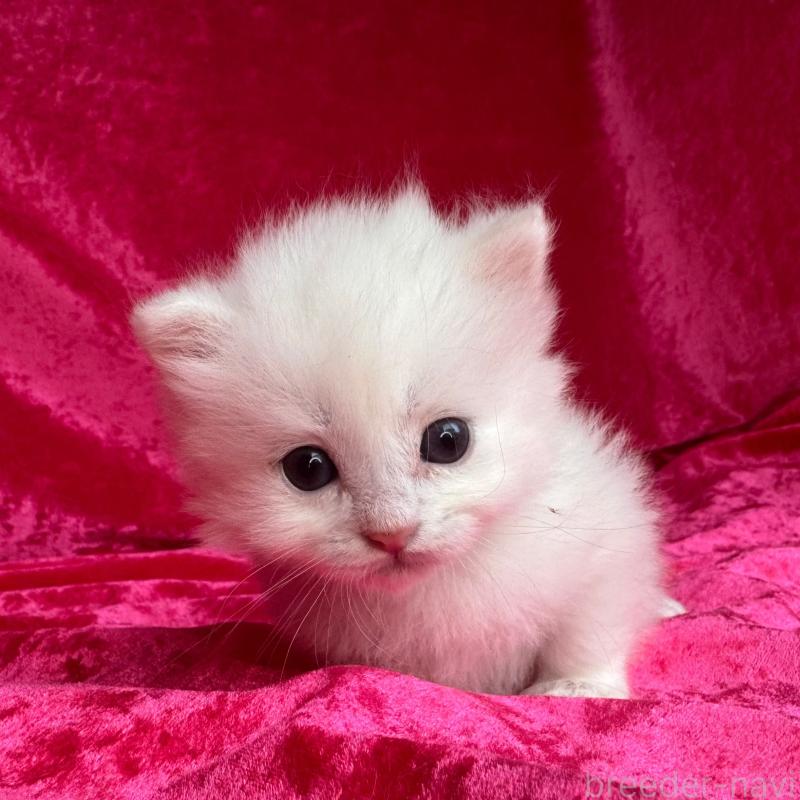 販売中の千葉県のサイベリアン-130327の4枚目