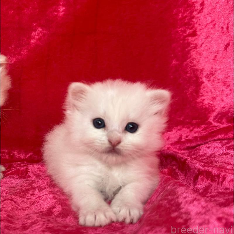 販売中の千葉県のサイベリアン-130327の3枚目