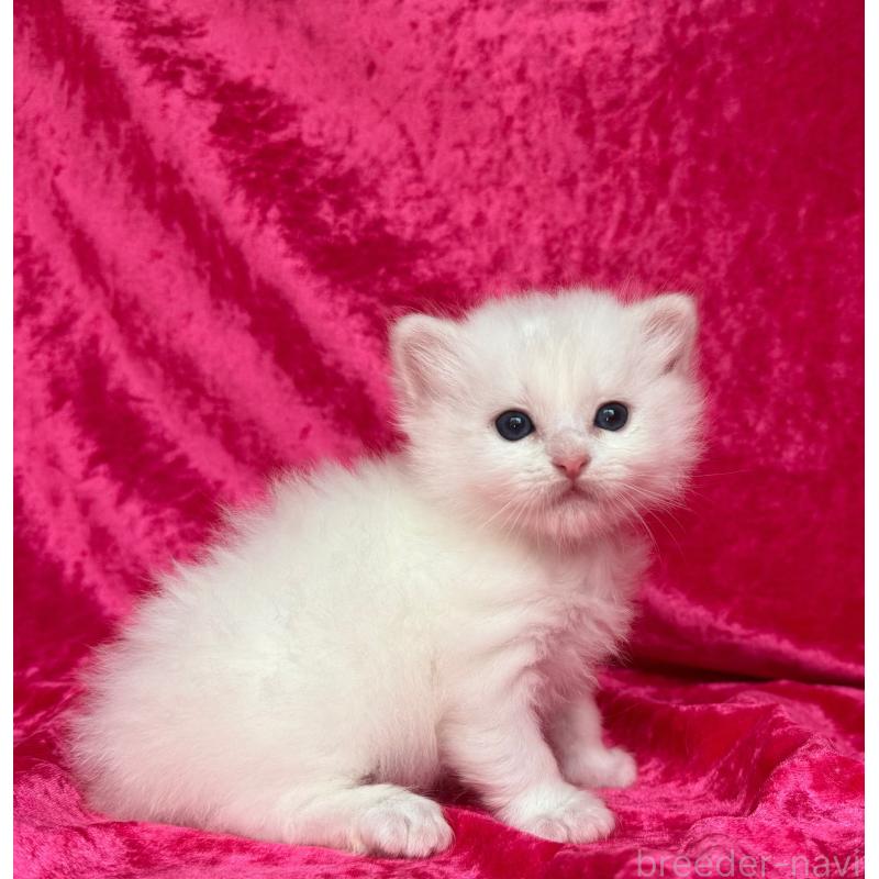 販売中の千葉県のサイベリアン-130327の2枚目