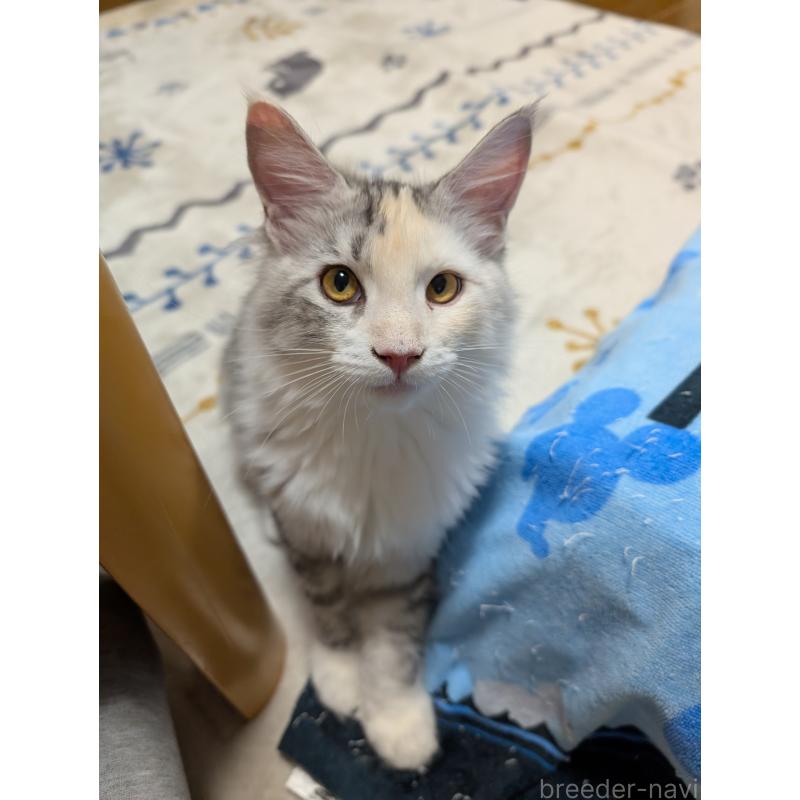 販売中の岡山県のメインクーン-122662の3枚目