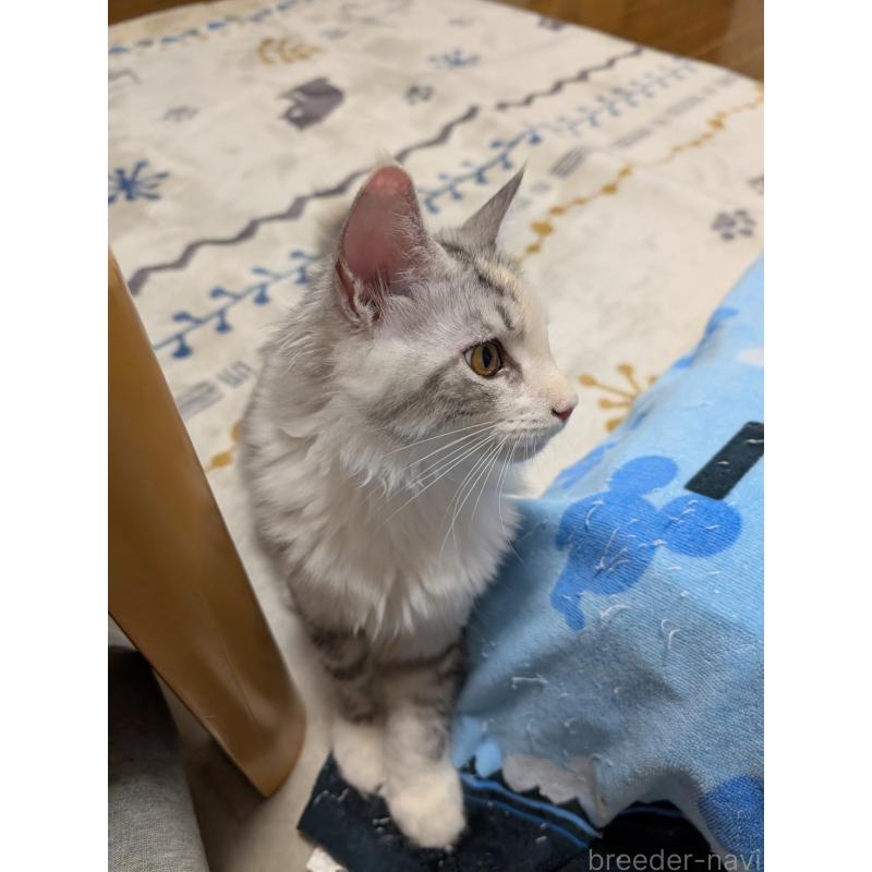 販売中の岡山県のメインクーン-122662の2枚目