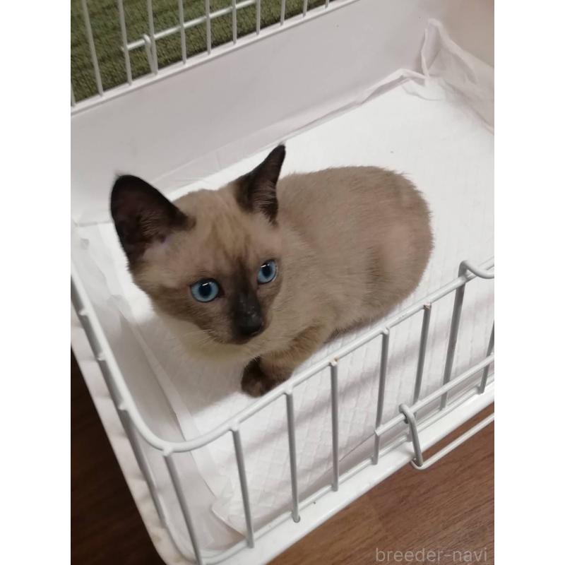 販売中の群馬県のシャム(サイアミーズ)-130328の3枚目