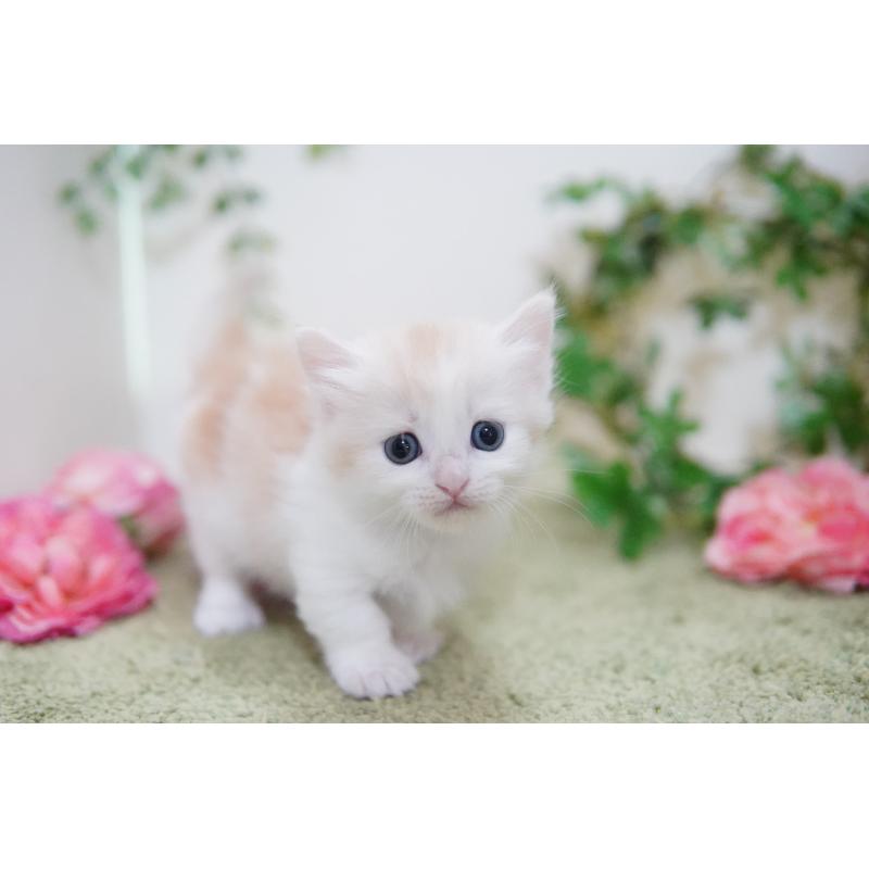 販売中の神奈川県のマンチカン(短足)-130329の6枚目