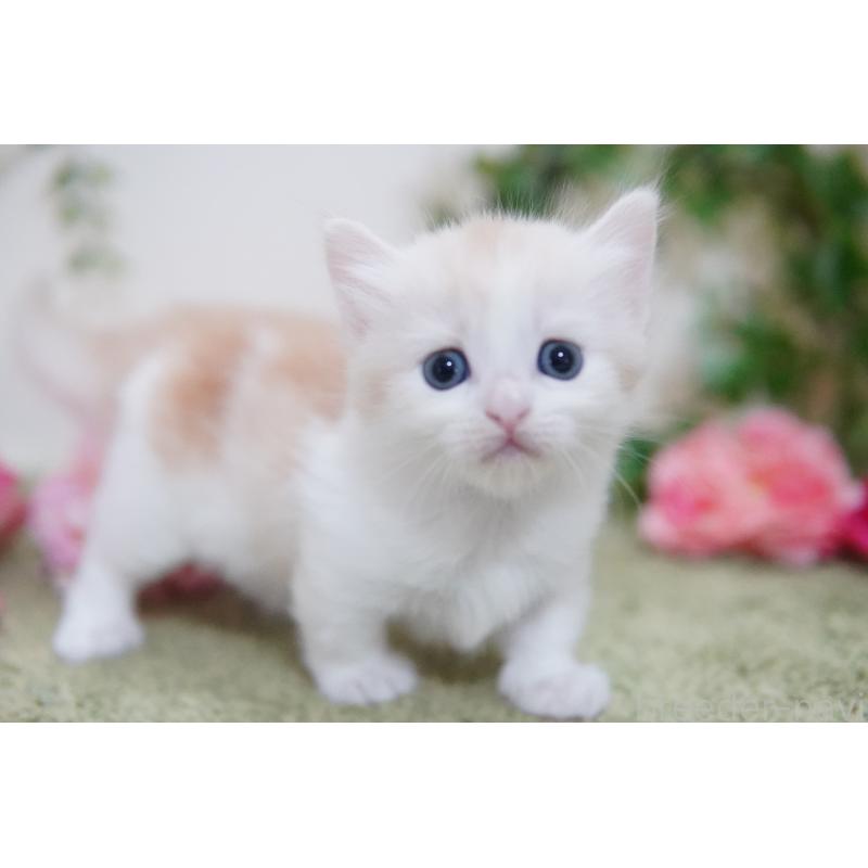 販売中の神奈川県のマンチカン(短足)-130329の5枚目