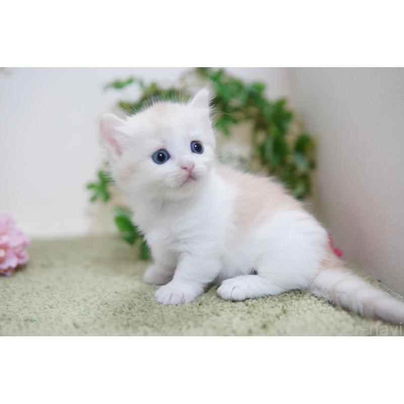 販売中の神奈川県のマンチカン(短足)-130329の4枚目