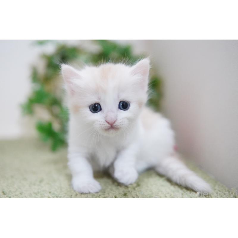 販売中の神奈川県のマンチカン(短足)-130329の3枚目