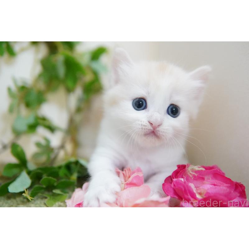 販売中の神奈川県のマンチカン(短足)-130329の2枚目