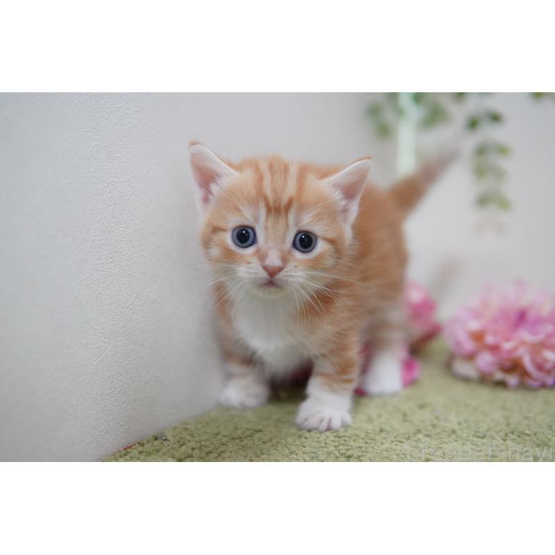 販売中の神奈川県のマンチカン(短足)-130330の6枚目