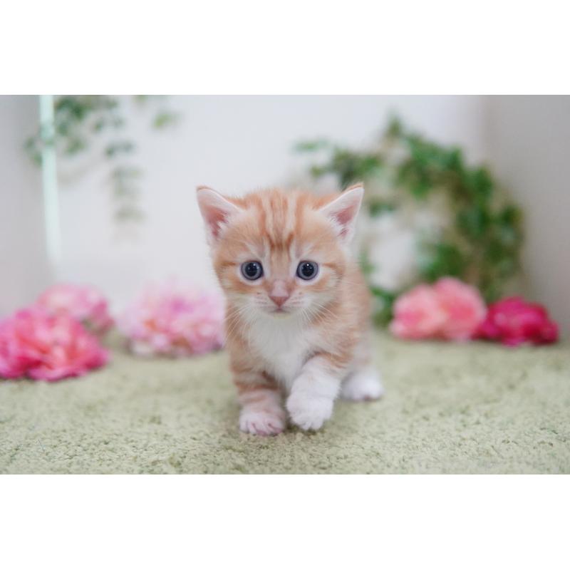 販売中の神奈川県のマンチカン(短足)-130330の5枚目