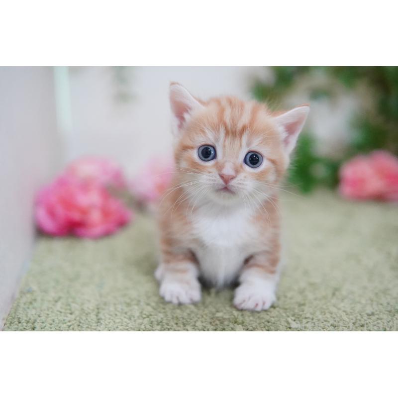 販売中の神奈川県のマンチカン(短足)-130330の3枚目