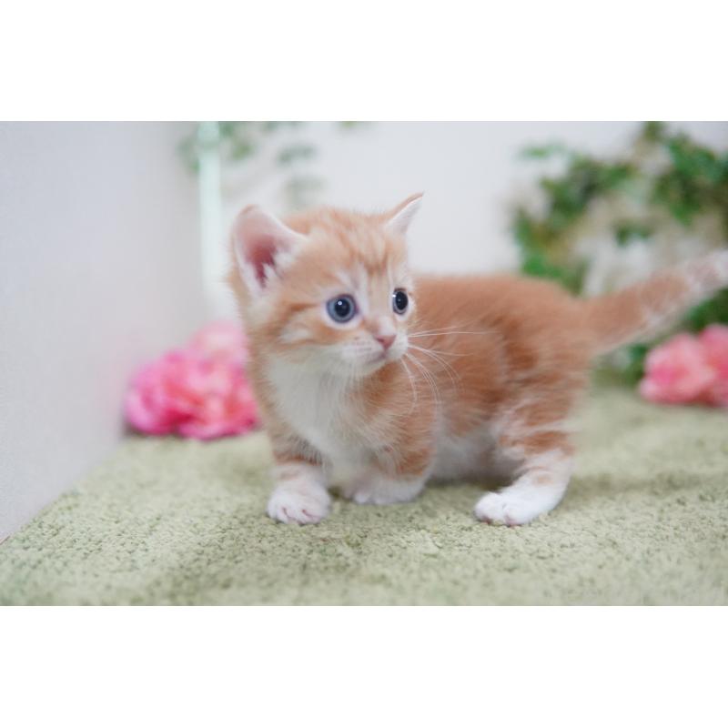 販売中の神奈川県のマンチカン(短足)-130330の2枚目