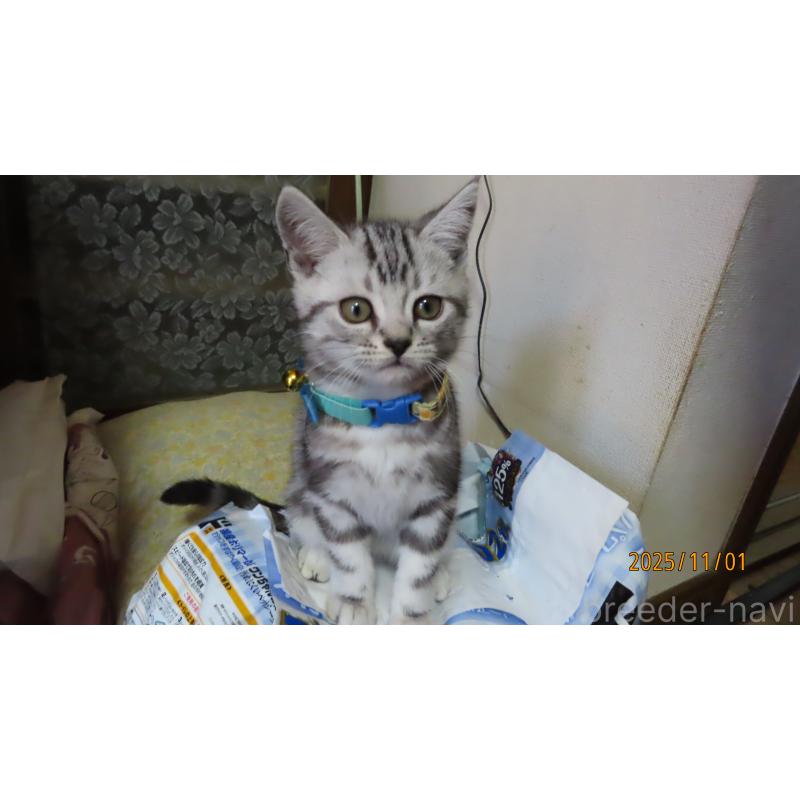 成約済の長野県のアメリカンショートヘア-130170の3枚目