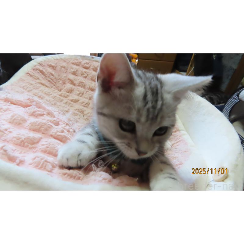 成約済の長野県のアメリカンショートヘア-130162の4枚目