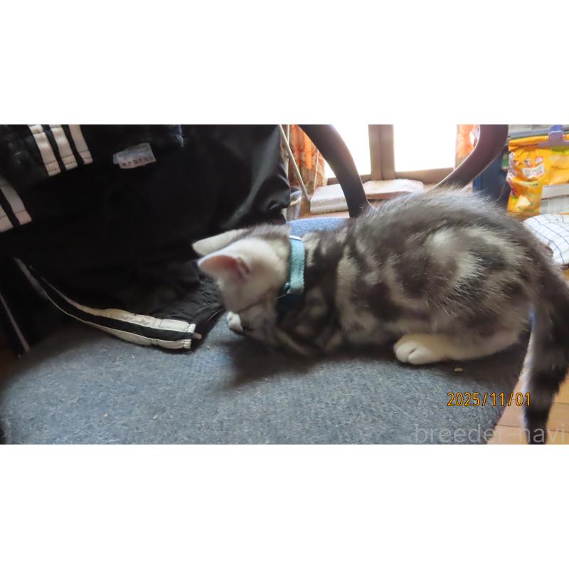 成約済の長野県のアメリカンショートヘア-130162の3枚目