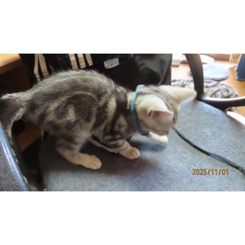 成約済の長野県のアメリカンショートヘア-130162の2枚目