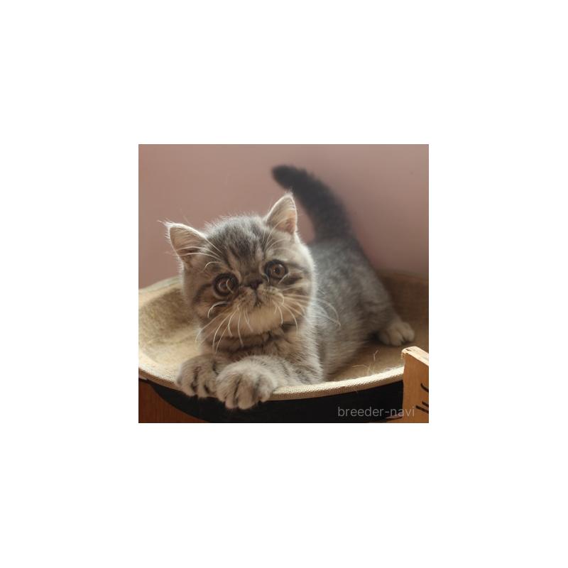 販売中の静岡県のエキゾチックショートヘア-128981