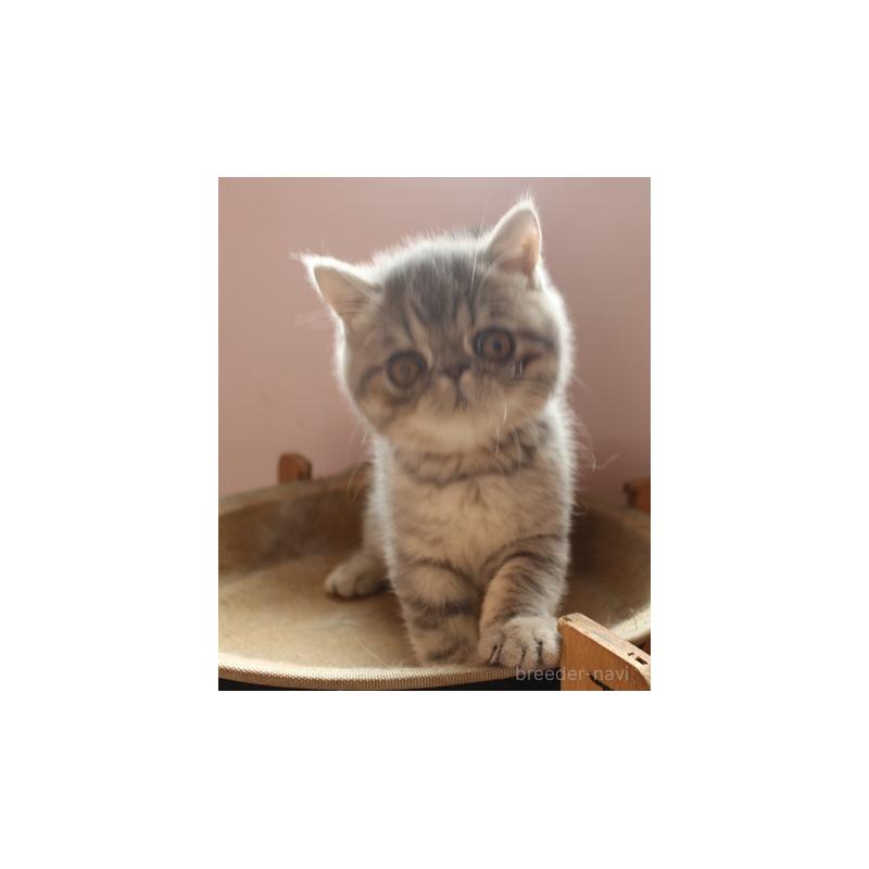 販売中の静岡県のエキゾチックショートヘア-128981の5枚目