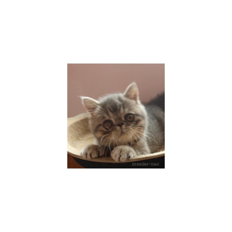 販売中の静岡県のエキゾチックショートヘア-128981の4枚目