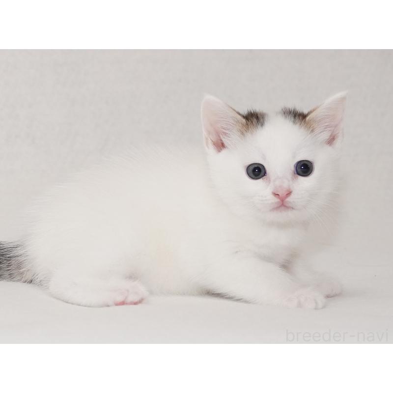 販売中の東京都のマンチカン-129862の20枚目