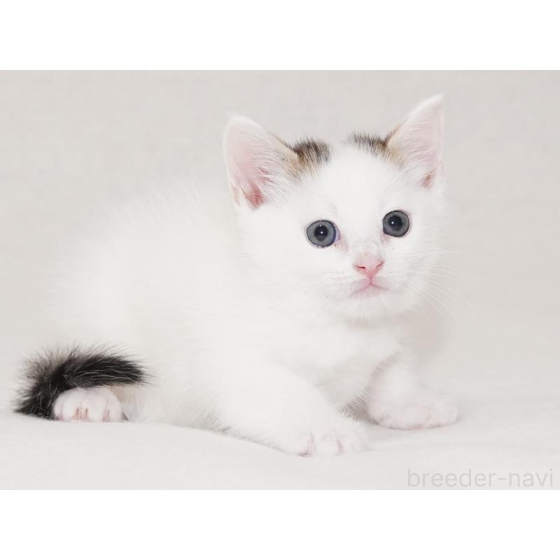 販売中の東京都のマンチカン-129862の19枚目