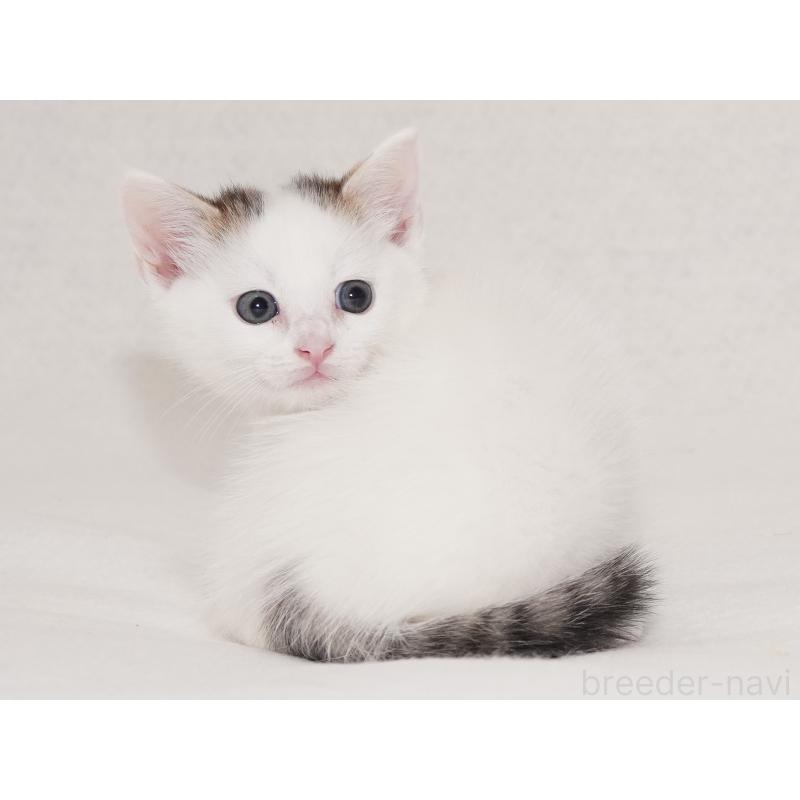 販売中の東京都のマンチカン-129862の18枚目