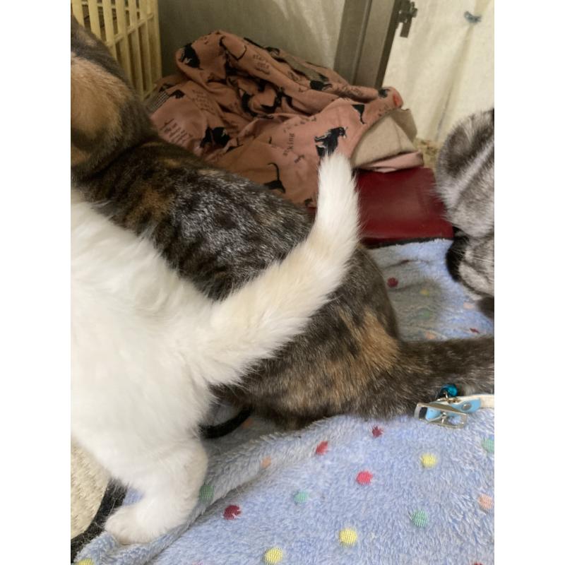 販売中の神奈川県のマンチカン-129912の27枚目