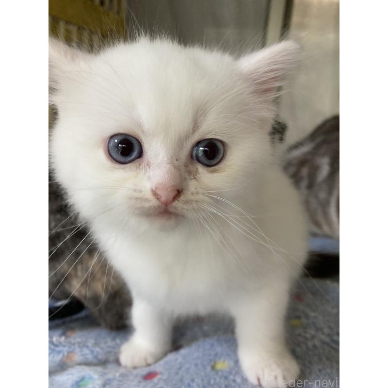 販売中の神奈川県のマンチカン-129912の26枚目