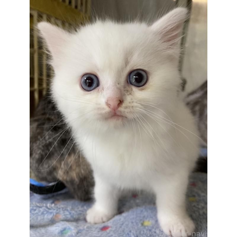 販売中の神奈川県のマンチカン-129912の25枚目