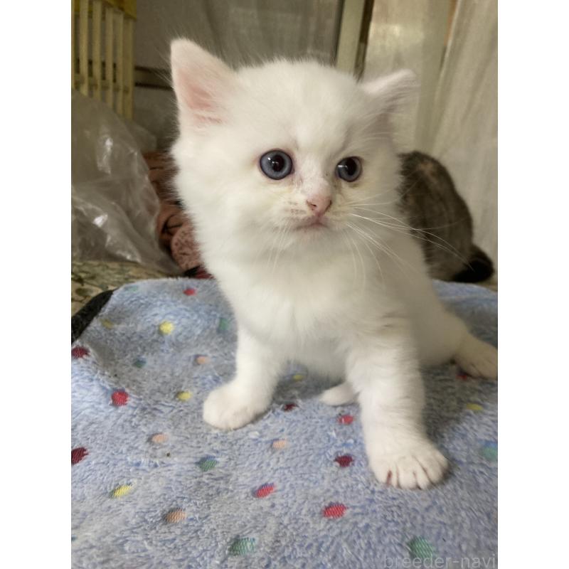 販売中の神奈川県のマンチカン-129912の24枚目