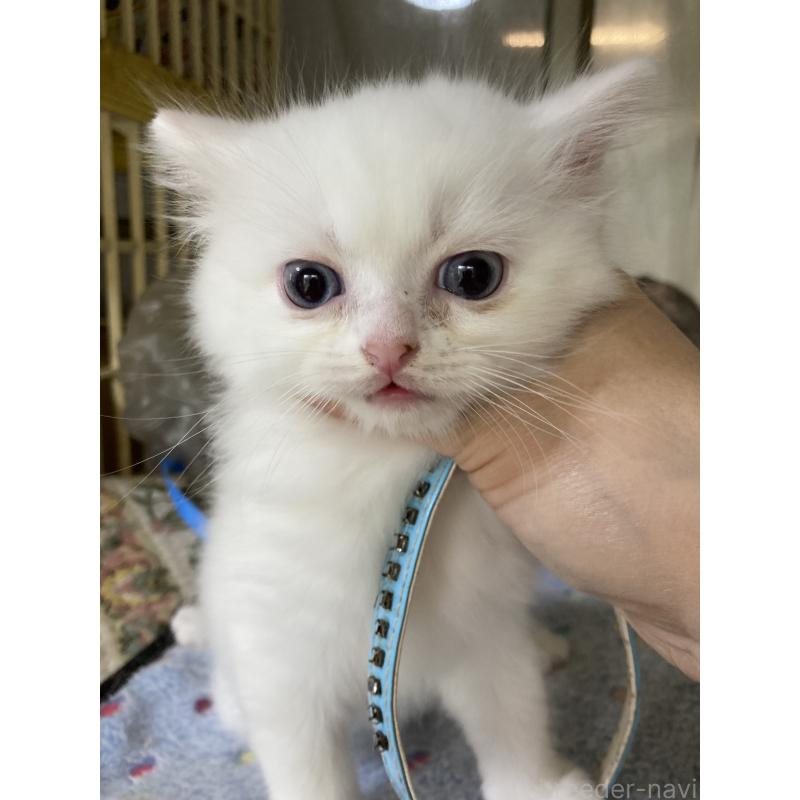 販売中の神奈川県のマンチカン-129912の23枚目